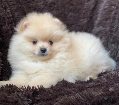 Qe pomeranian super cilesi