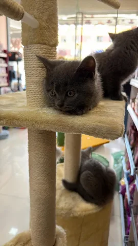 mace british shorthair