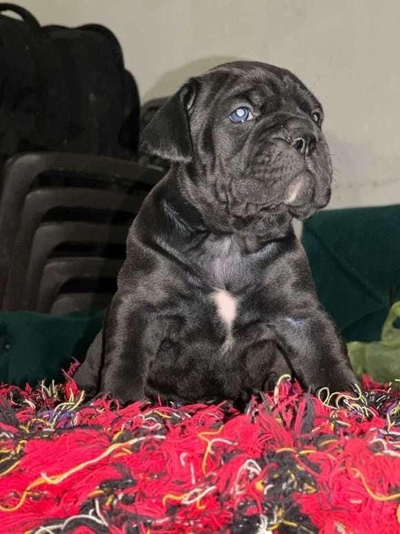 Shesim Cane Corso