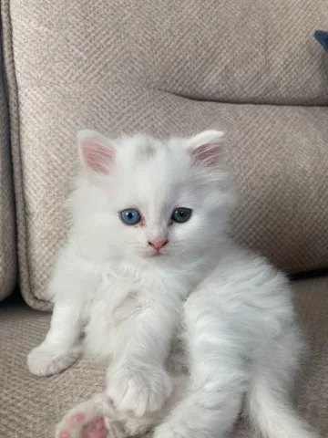 Kotece Persiane
