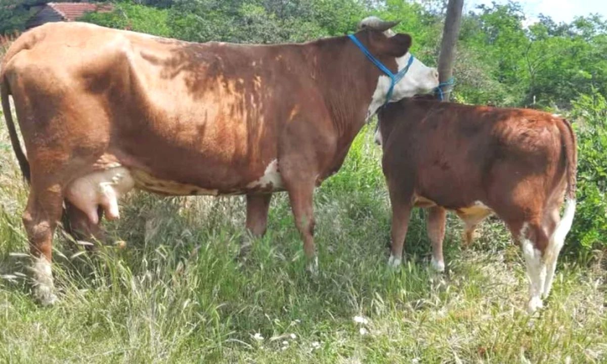 🐄 Shitet Lope me Vic Mashkull