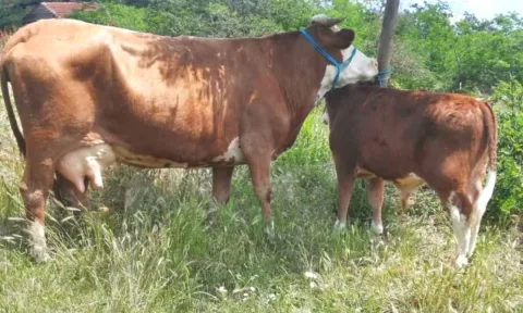 🐄 Shitet Lope me Vic Mashkull