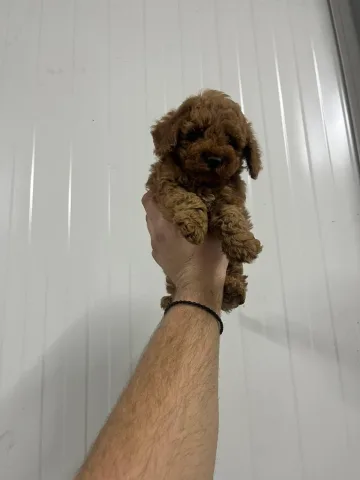 Mini Poodle