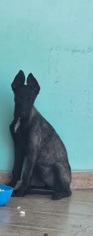 pastor malinois belga
