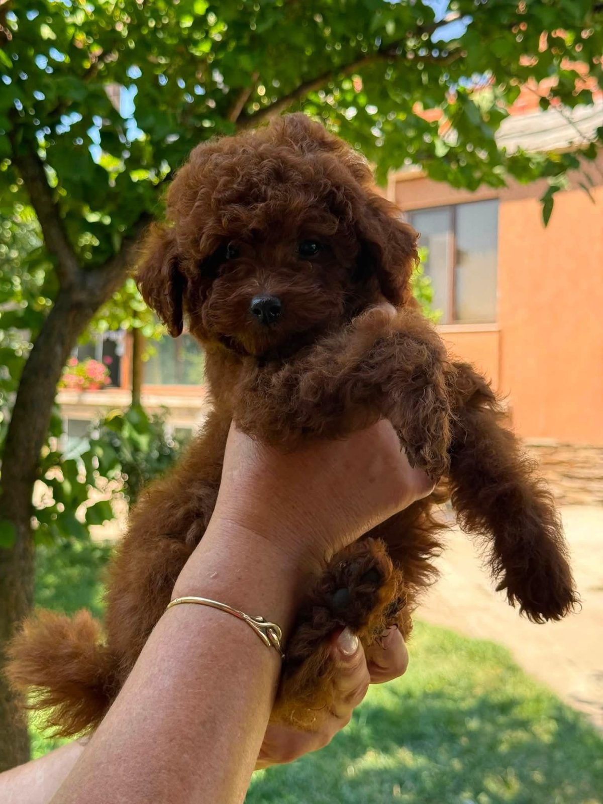Toy Poodle tirane