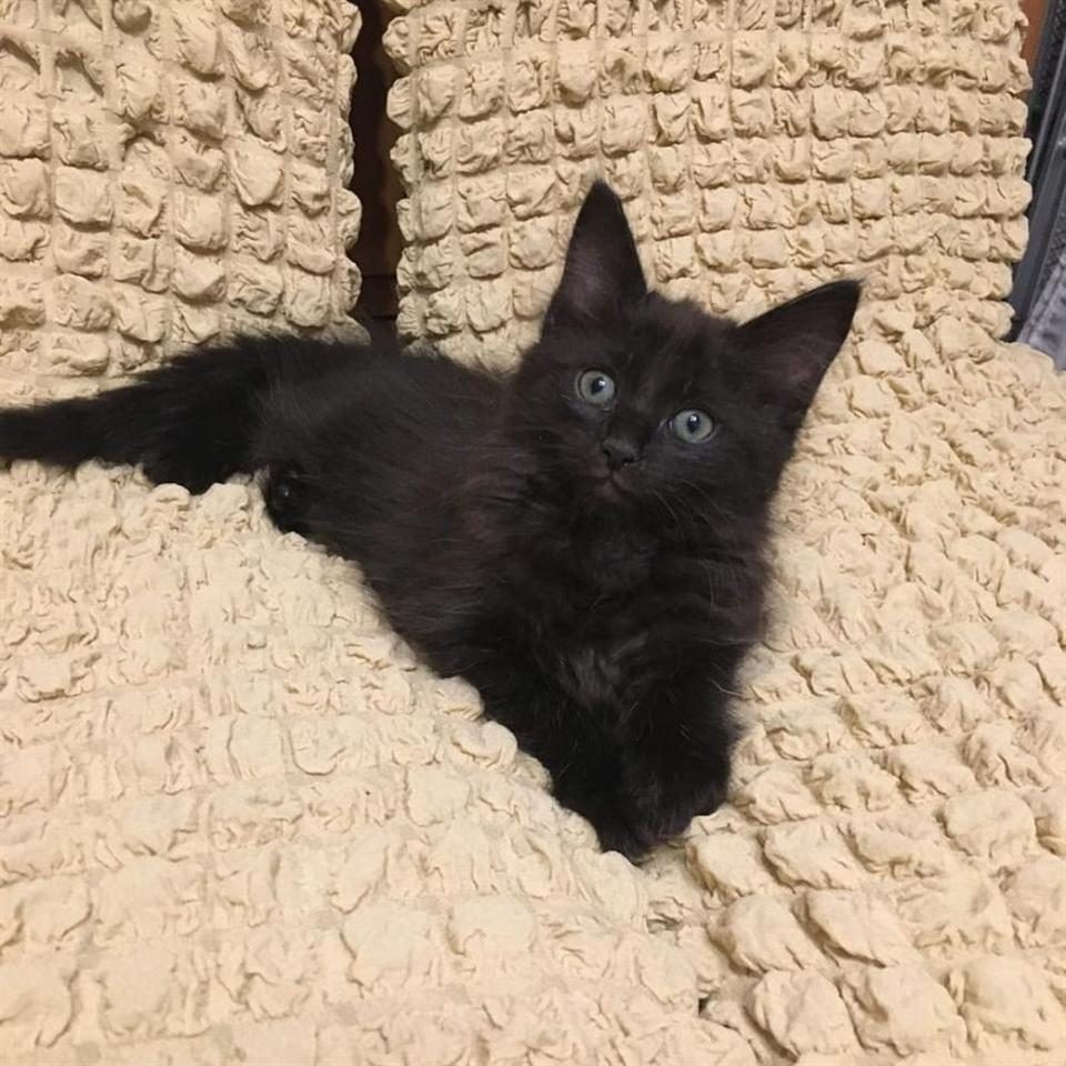 Shesim kotele Turkish Angora Black