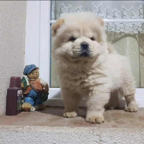 Shesim kelyshe te race Chow chow 2 muajsh