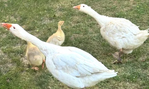 🦢 Shiten Patat me Zogj – Ne Gjendje Shume te Mire 🦢