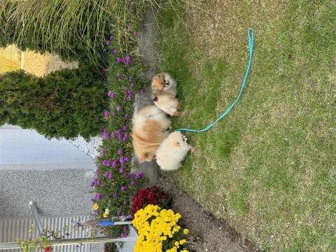 Pomeranian boo 1 2 3 4 5 6 7 8 9 x 10 kultivues