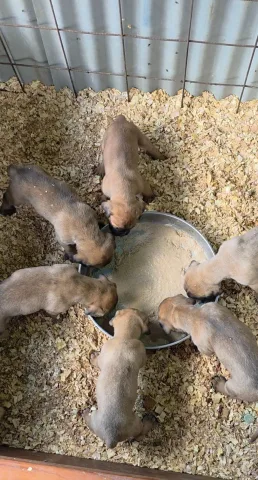 Cane corso