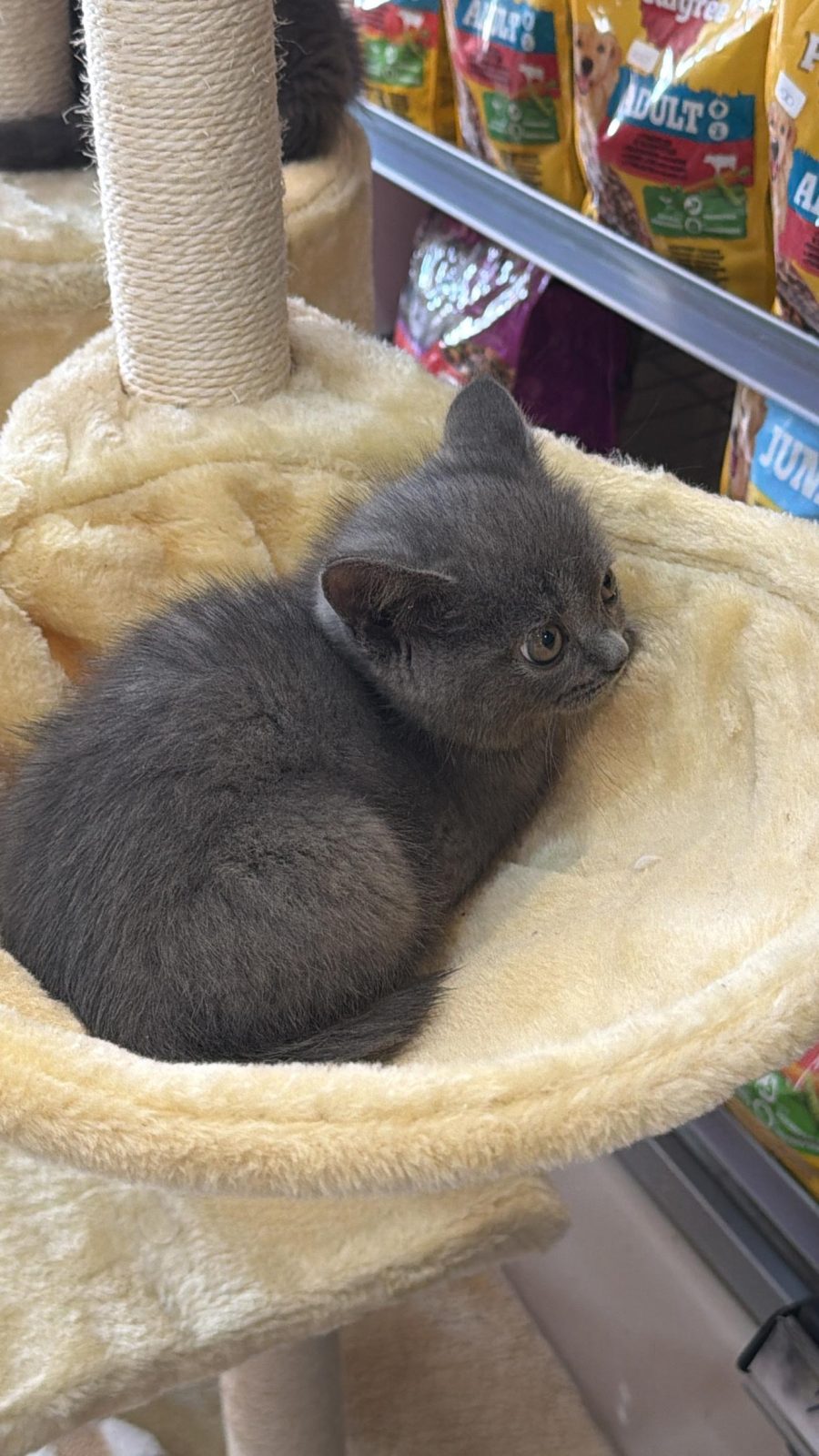 british shorthair