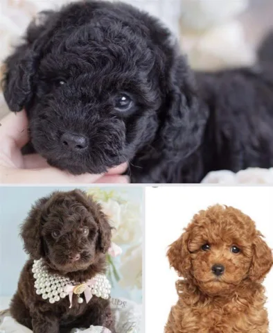 Shesim Red Brown Black Toy Poodle