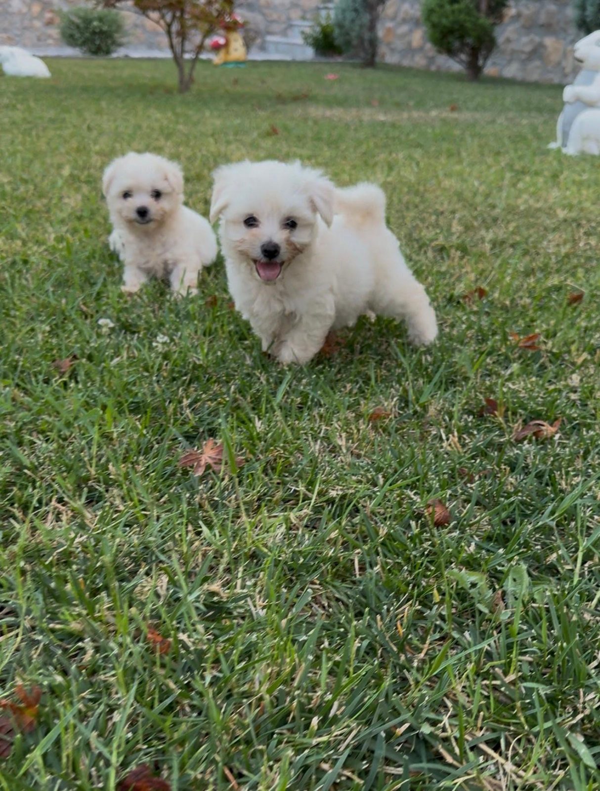 Shiten Maltese