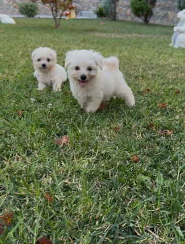 Shiten Maltese