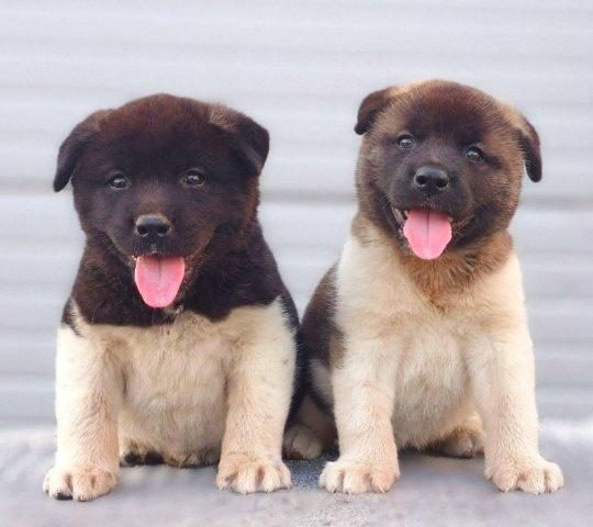 Këlyshë Amerikanë Akita