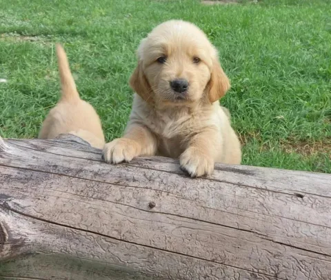 Shiten kelysh golden retriver