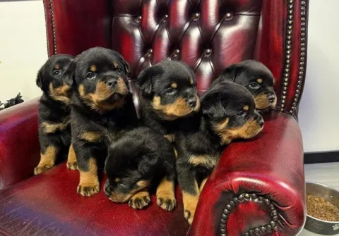 Rottweiler King
