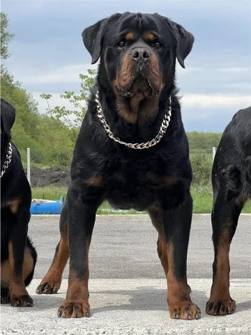 Rotvajler