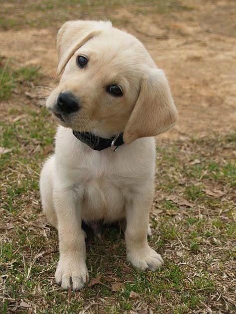 Klyshe Labrador