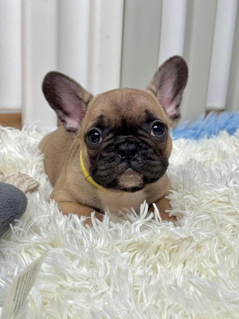 Bulldog Francez KËLYSHË TË BUKUR