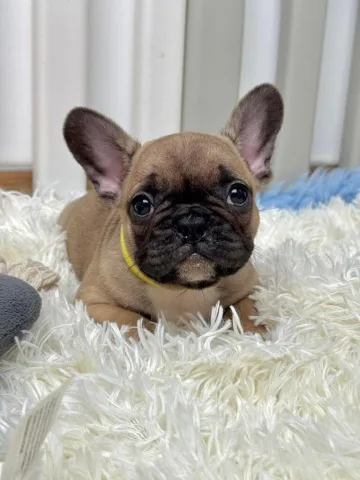 Bulldog Francez KËLYSHË TË BUKUR