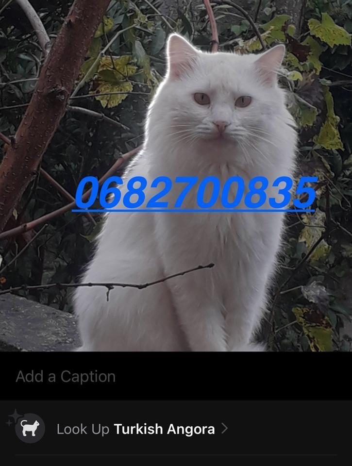 Shitet Macok Turkish Angora