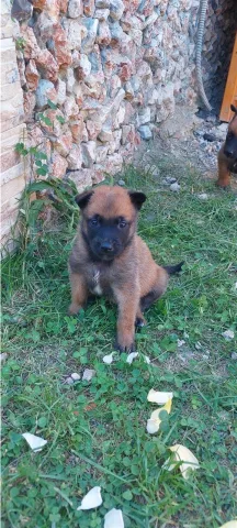 Malinois belg rrace e paster