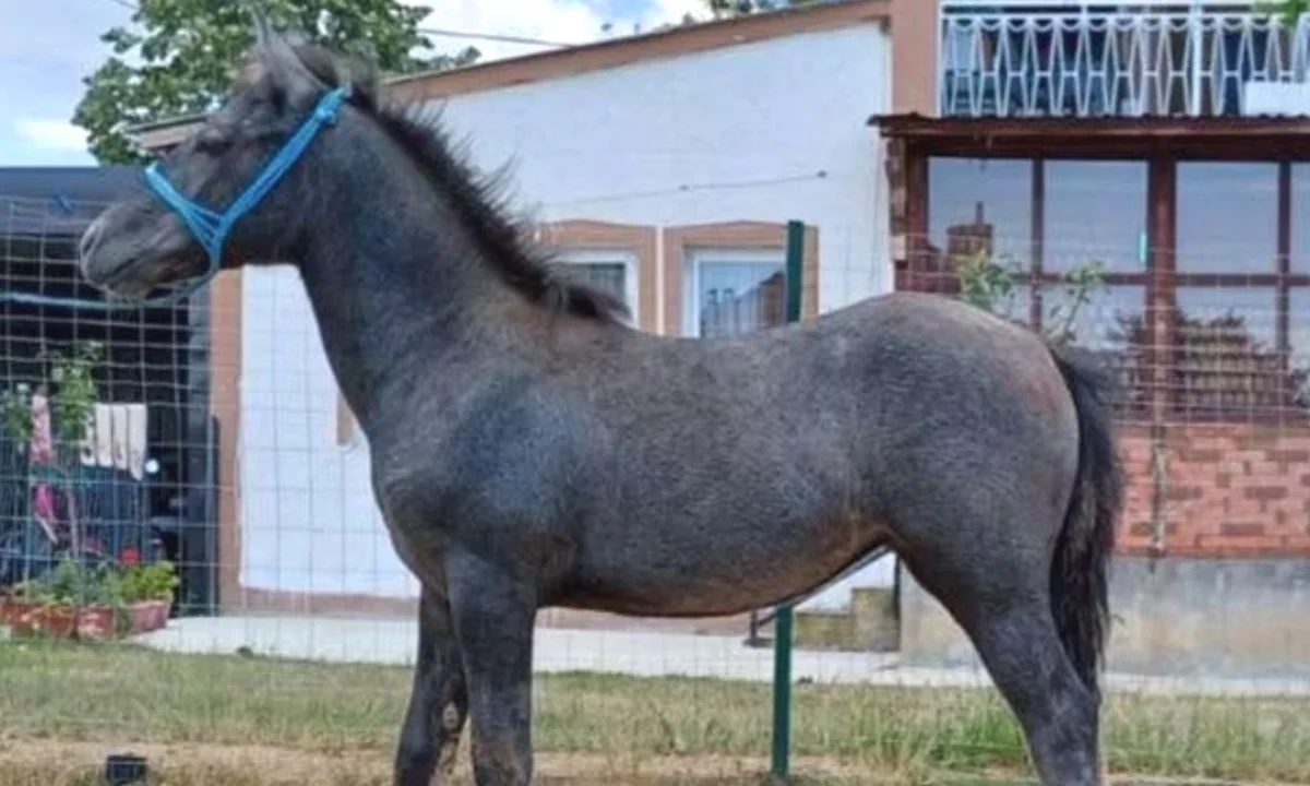 🐎 Shitet Maz 6 Muajsh 🐎