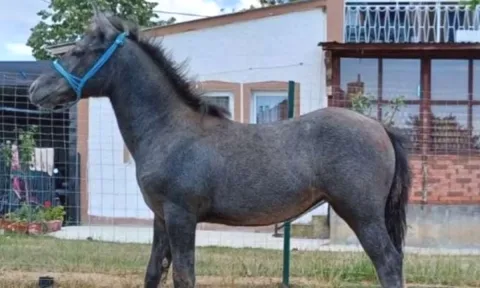 🐎 Shitet Maz 6 Muajsh 🐎