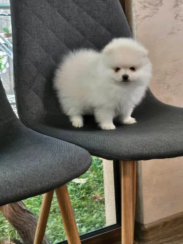 Pomeranian