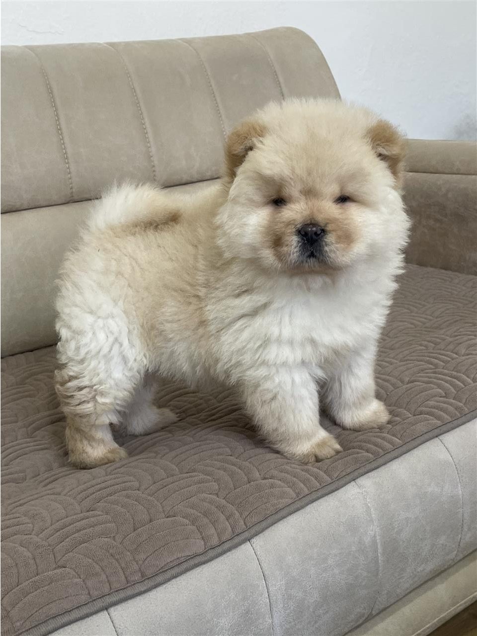 Chow Chow