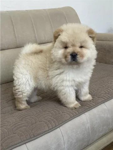 Chow Chow