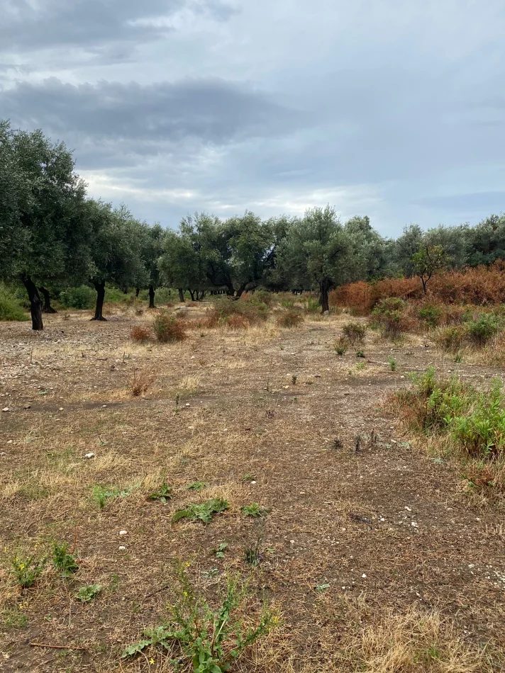 Borsh, shitet toke , 1.000 m² 139.000 € (Borsh Himare.)