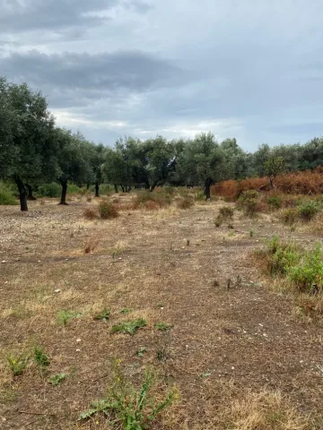 Borsh, shitet toke , 1.000 m² 139.000 € (Borsh Himare.)