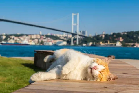 Tirane, oferte City-tour | Vizita qytetesh 𝟑 𝐃𝐢𝐭𝐞 𝐧𝐞 𝐒𝐭𝐚𝐦𝐛𝐨𝐥𝐥 𝐦𝐞 𝐆𝐮𝐢𝐝𝐞 𝐝𝐮𝐤𝐞 𝐟𝐢𝐥𝐥𝐮𝐚𝐫 𝟐𝟒𝟗€