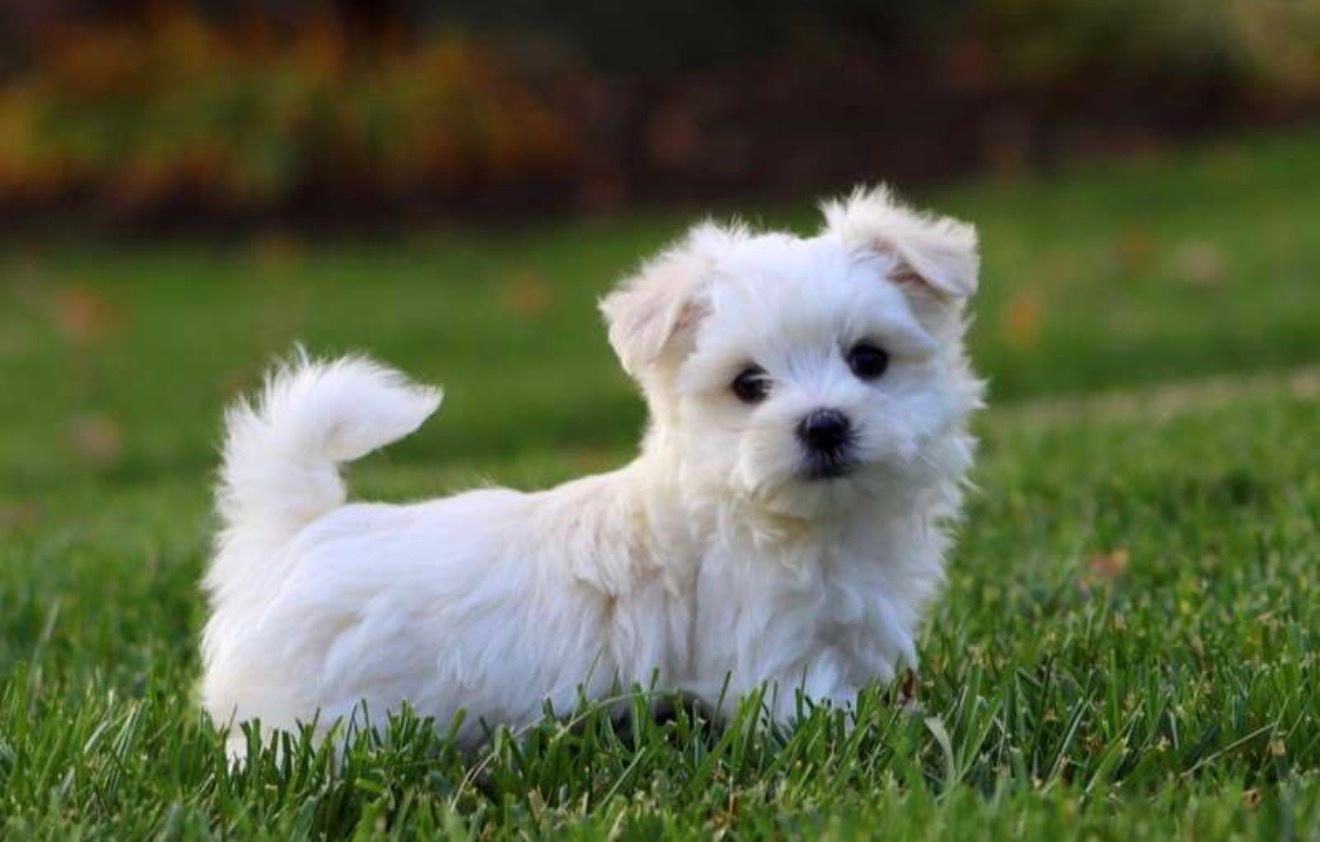 Mini Maltese