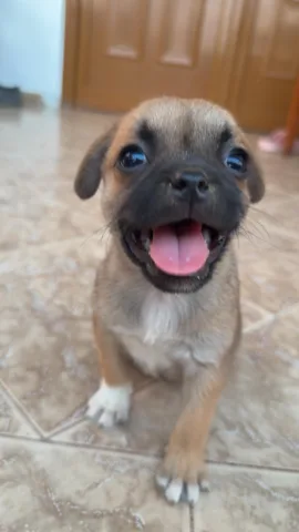 Qen pug