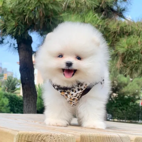 Pomeranian boo Tirane