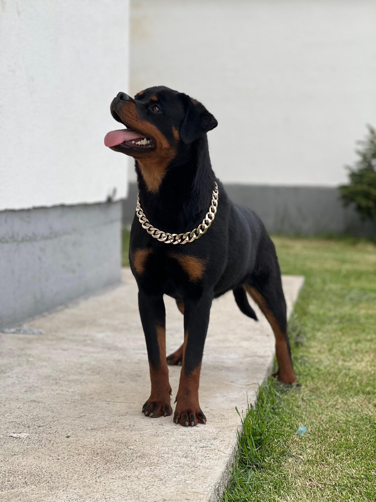 Rottweiler Femen