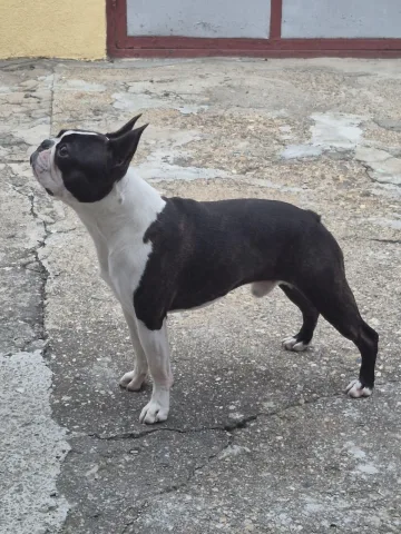 Terrier Boston i disponueshëm për çiftëzim