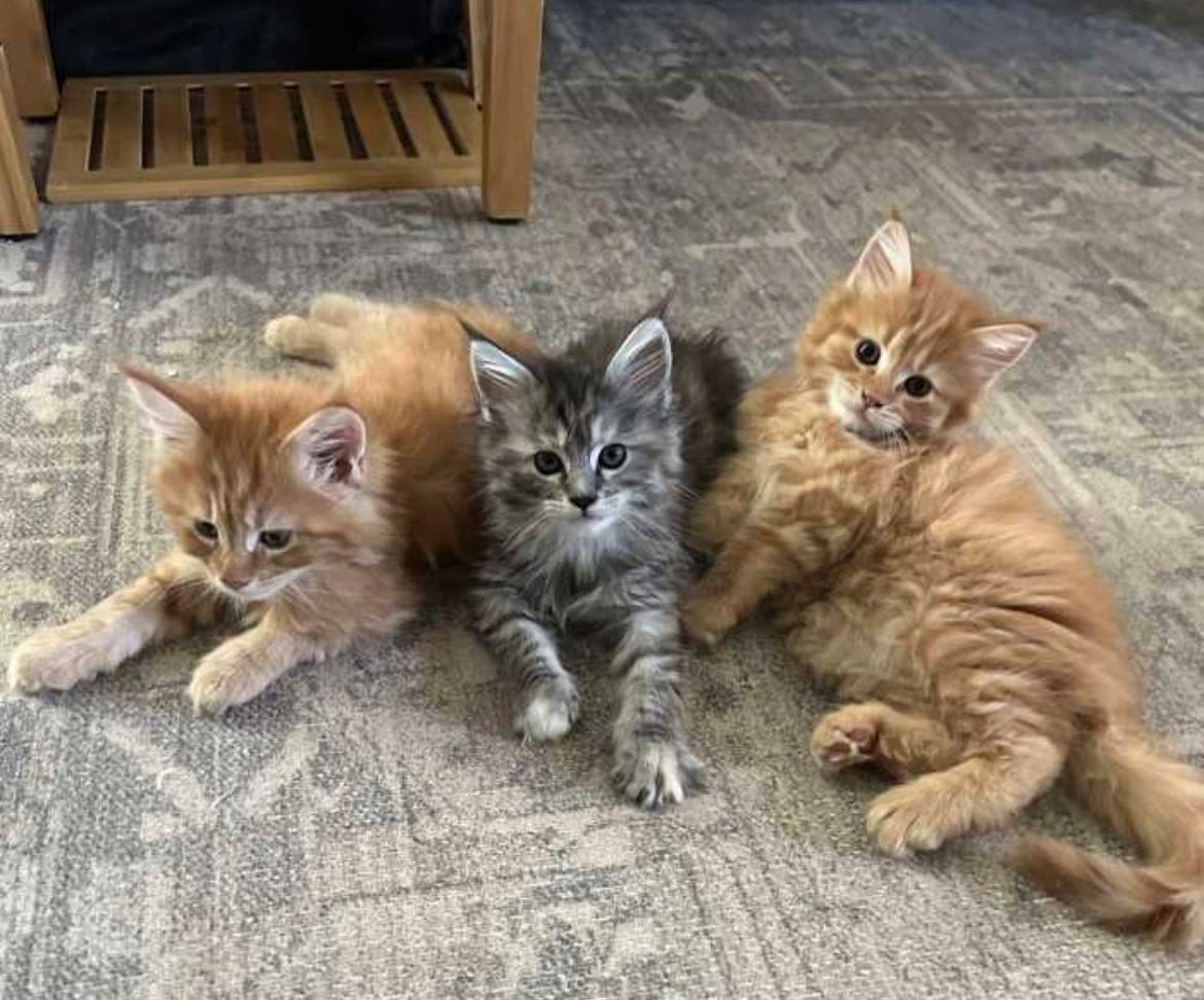 Kotece Maine Coon