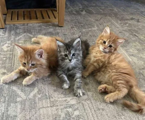 Kotece Maine Coon