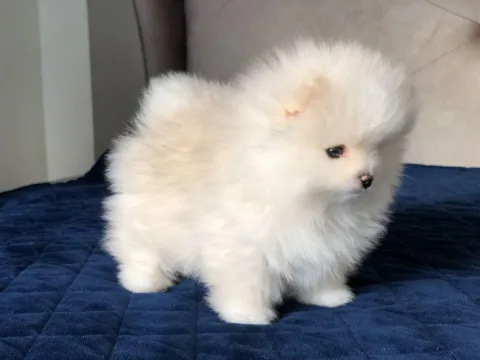 Këlyshë Pomeranian