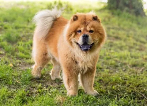 Chow chow