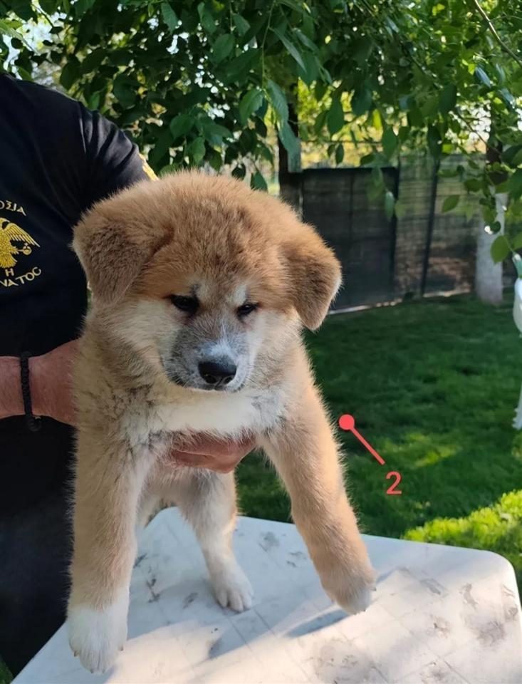 Shesim Akita Inu