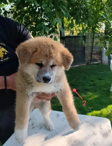 Shesim Akita Inu