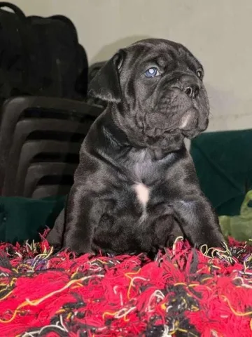 Shesim kelyshe Cane Corso 100% race e paster