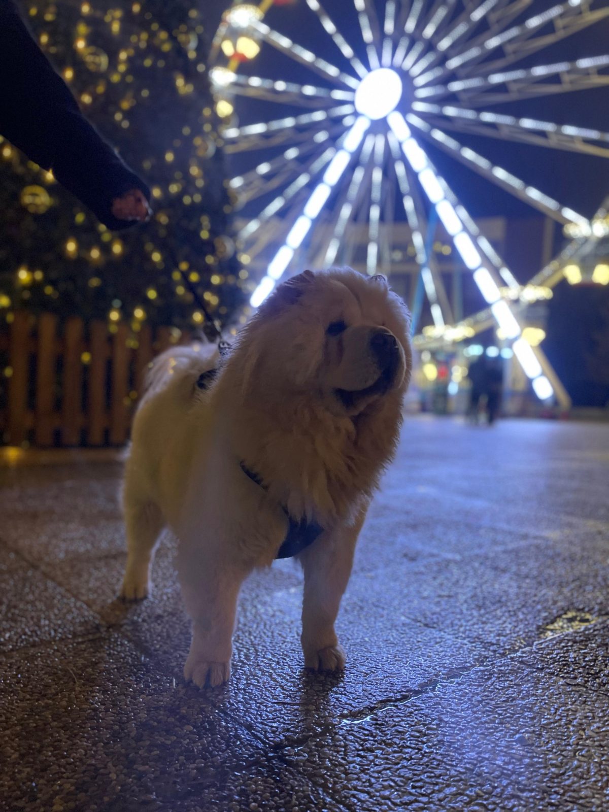 Chow chow