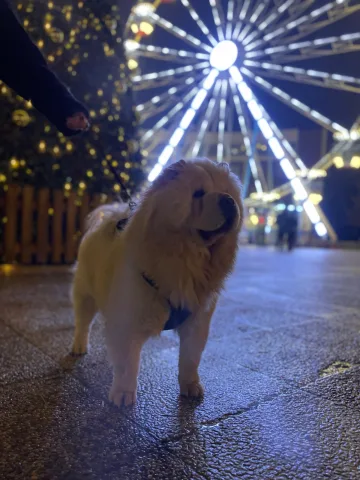 Chow chow