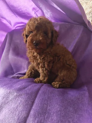 Shiten kelysh Poodle, toy poodle, red, apricot dhe te zi